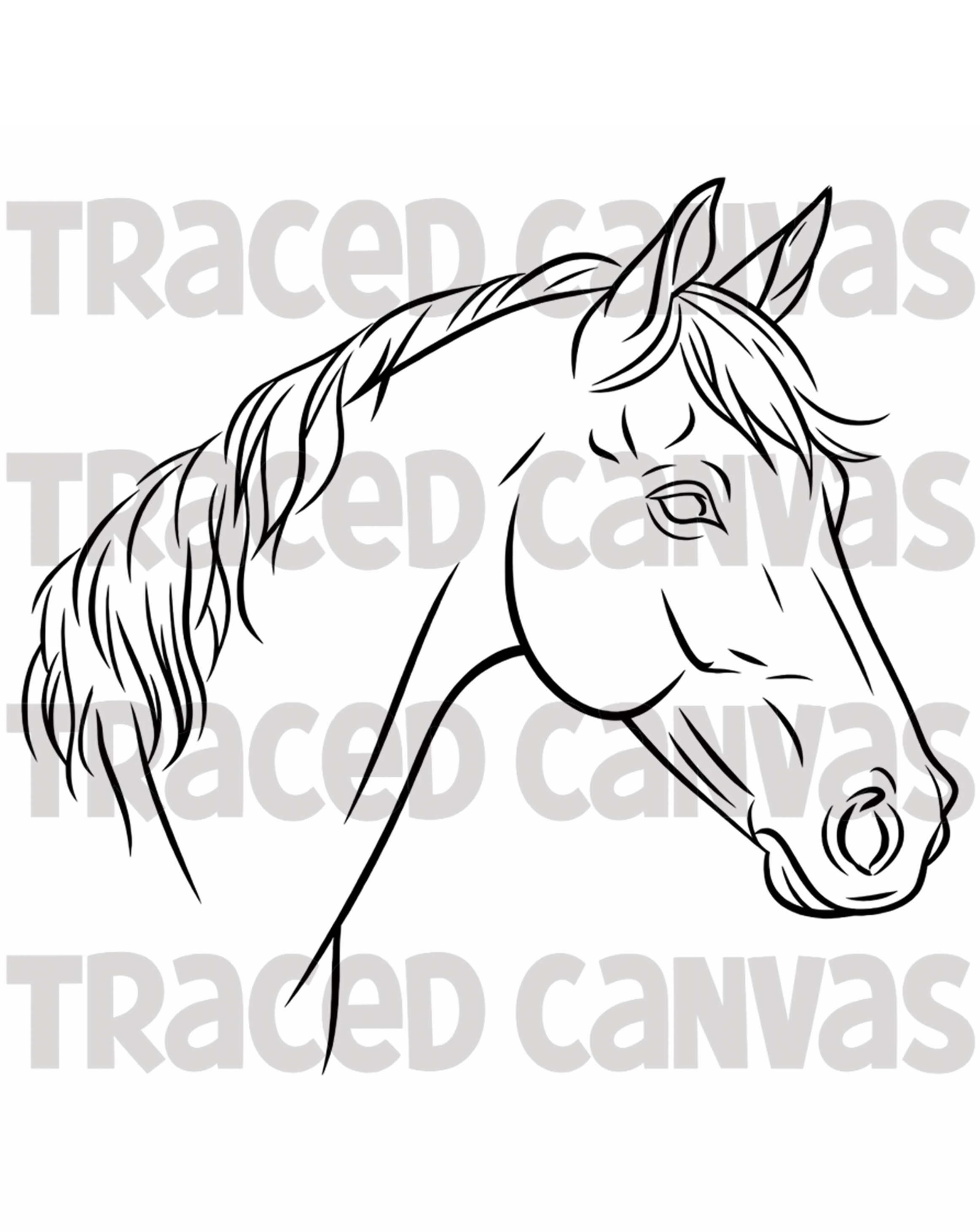 The Stallion - Traced Canvas